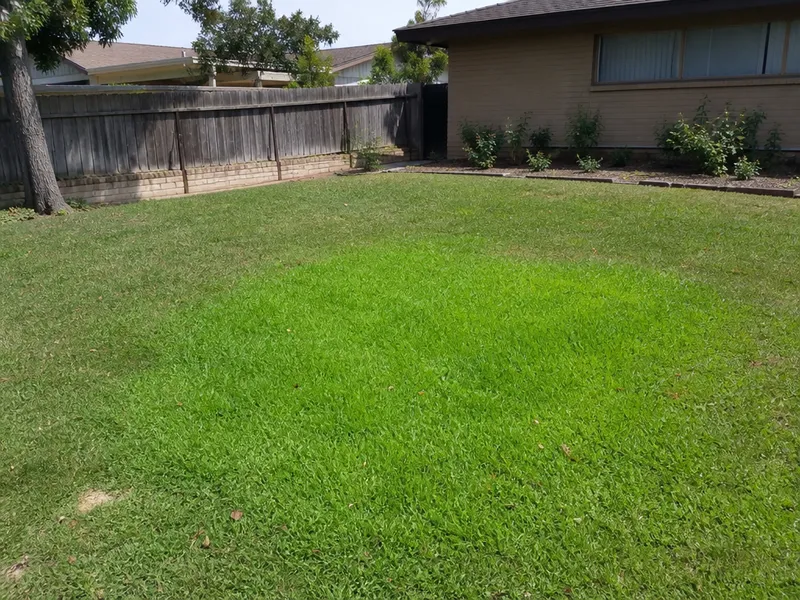 Lush patches in lawn (sewer leak)