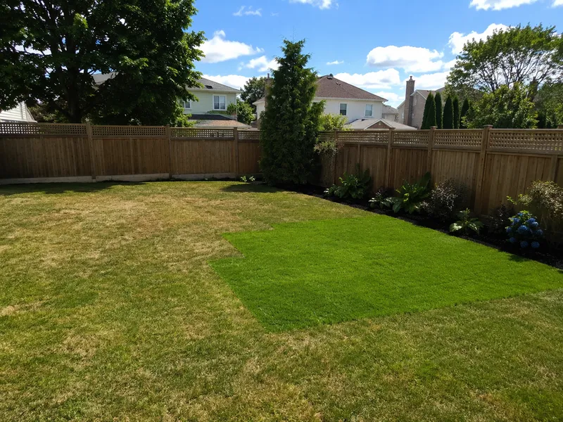 Lush patch in yard (septic field)