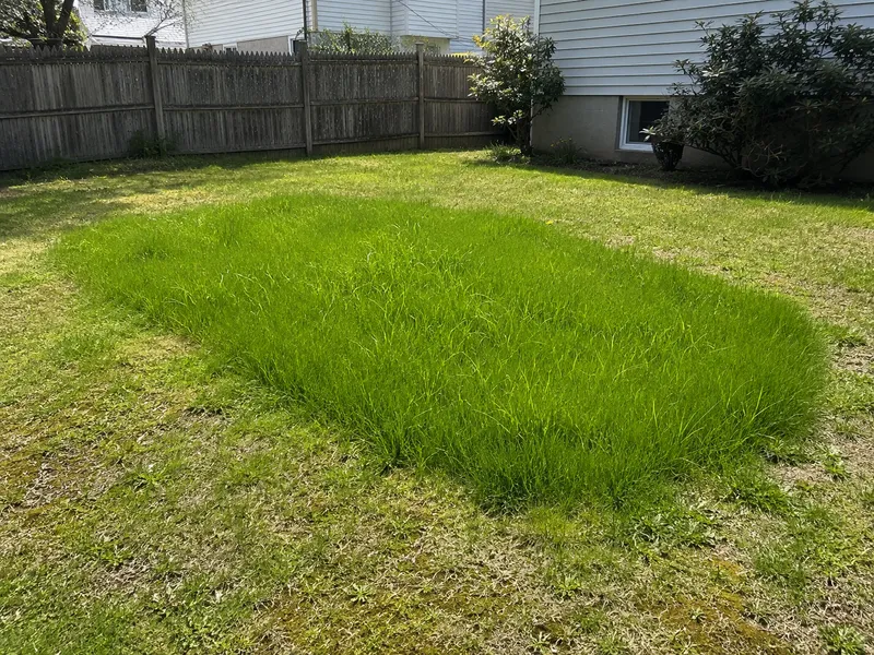 Lush green grass over the drainfield